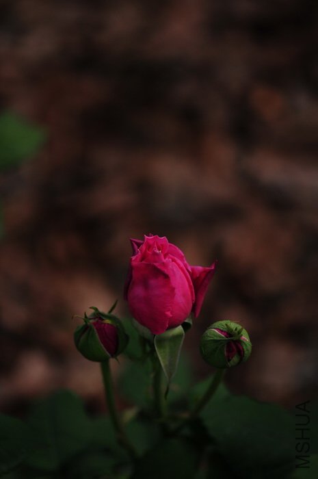 DSC_8288.JPG