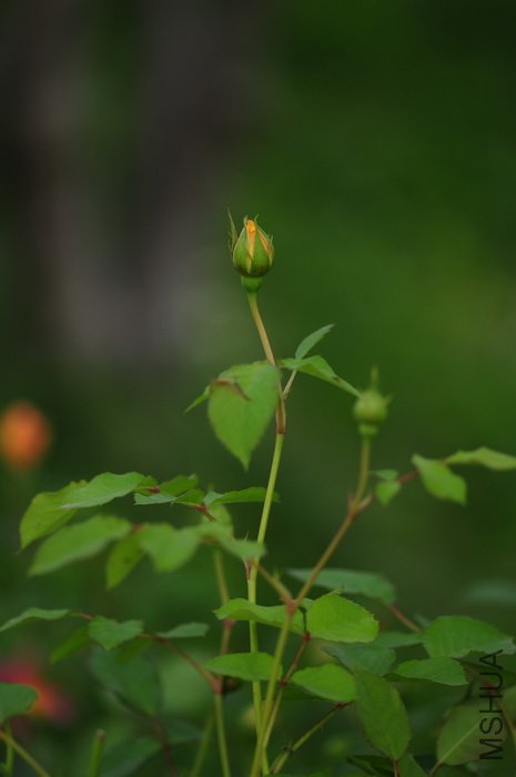 DSC_8290.JPG
