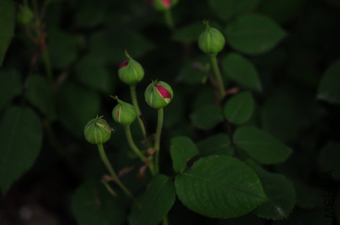 DSC_8287.JPG