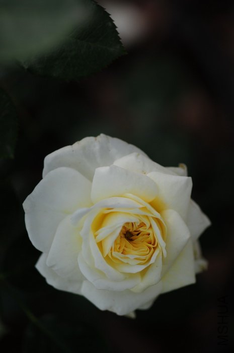 DSC_8285.JPG