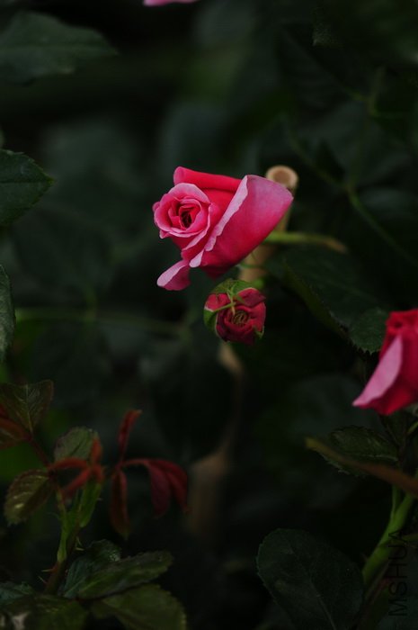 DSC_8298.JPG