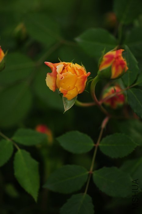 DSC_8296.JPG