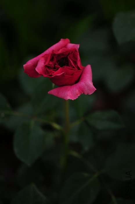 DSC_8297.JPG