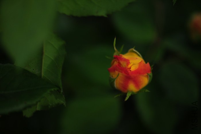 DSC_8294.JPG