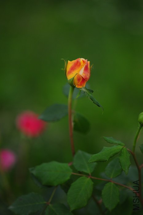 DSC_8292.JPG