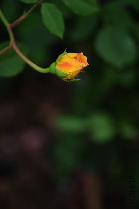 DSC_8300.JPG