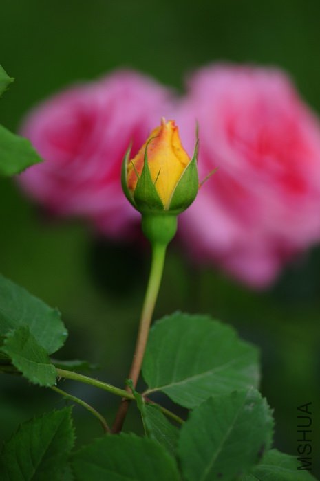 DSC_8302.JPG