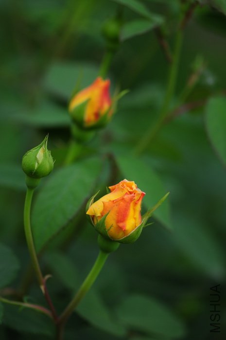 DSC_8303.JPG