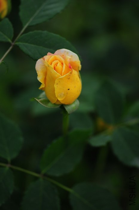 DSC_8304.JPG