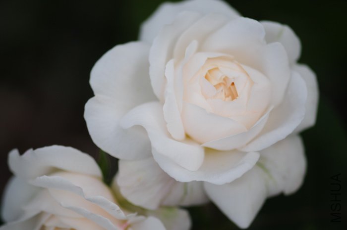 DSC_8309.JPG