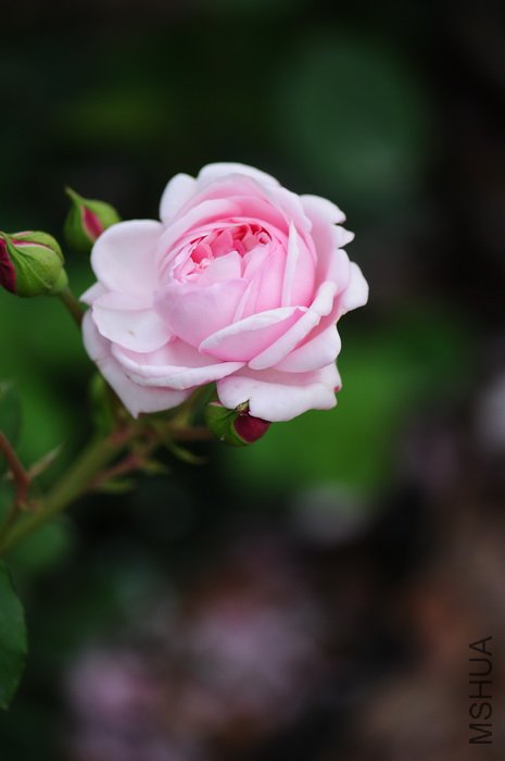 DSC_8306.JPG