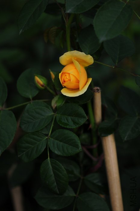 DSC_8310.JPG