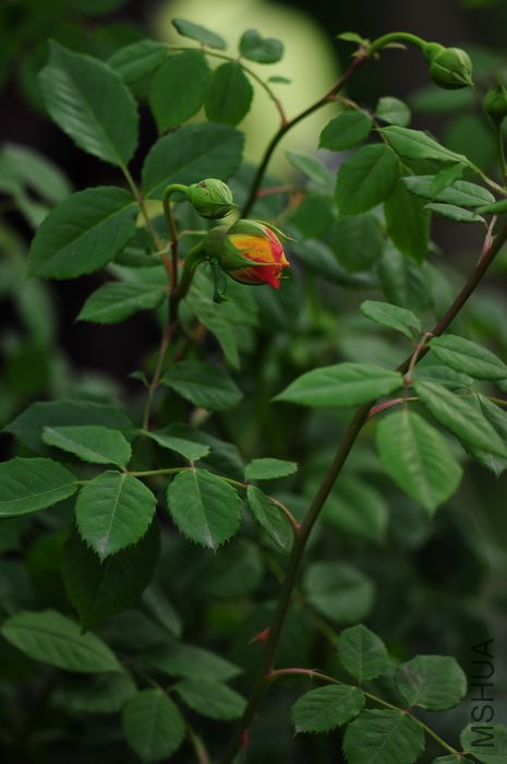 DSC_8315.JPG