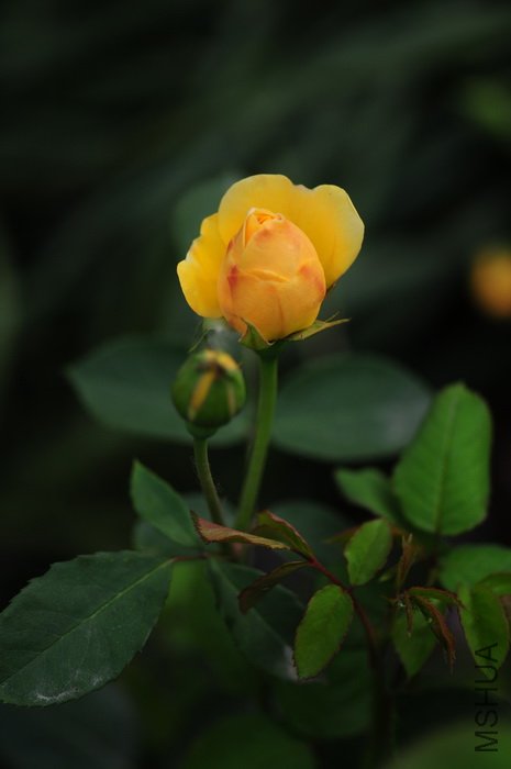 DSC_8313.JPG