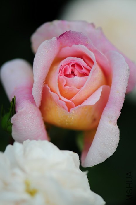 DSC_8319.JPG