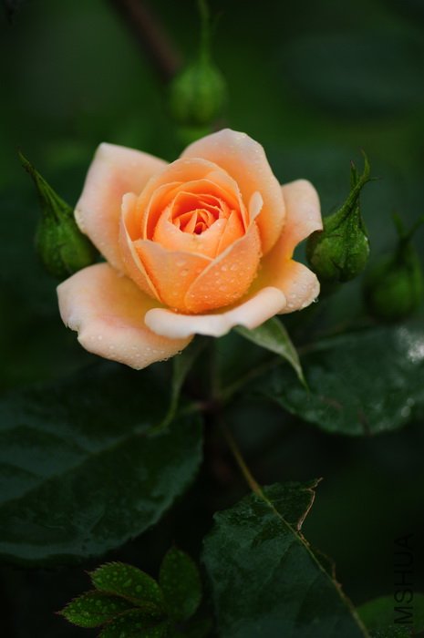 DSC_8320.JPG