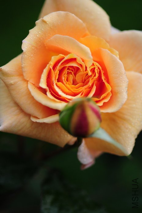 DSC_8329.JPG