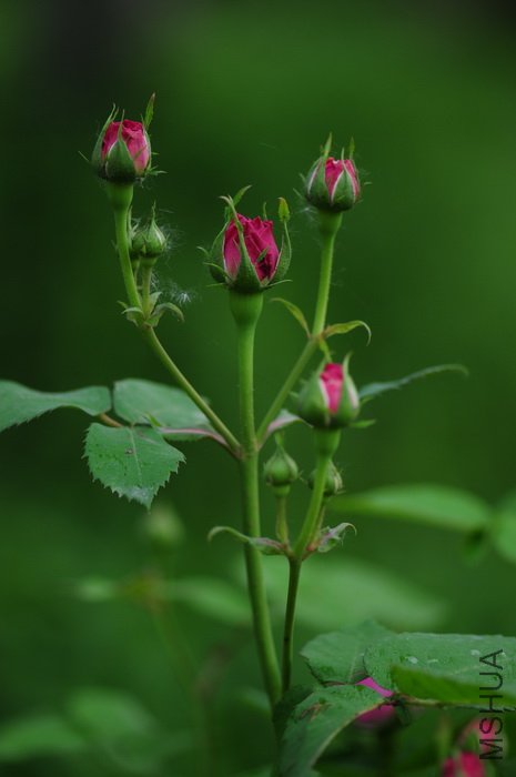 DSC_8328.JPG