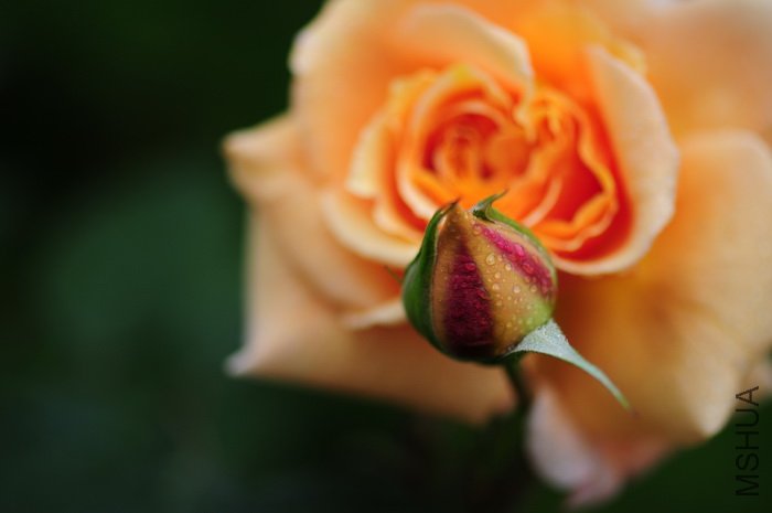 DSC_8330.JPG