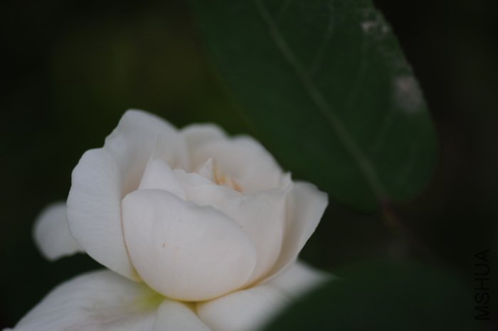 DSC_8418.JPG
