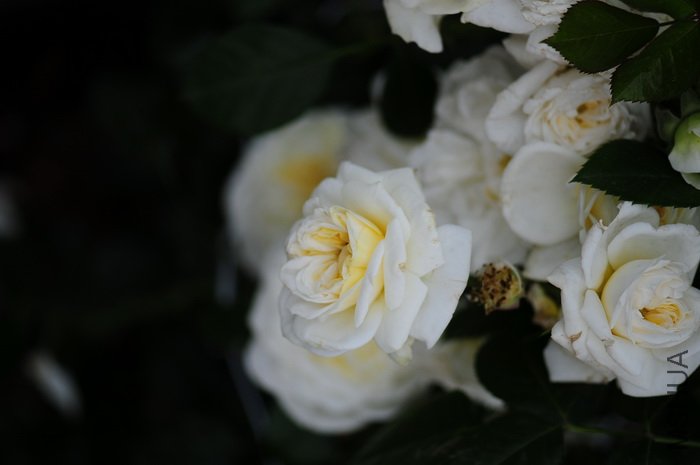 DSC_8411.JPG