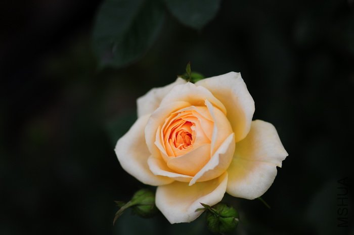 DSC_8415.JPG