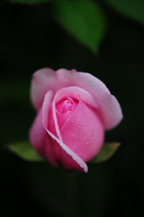 DSC_8331.JPG