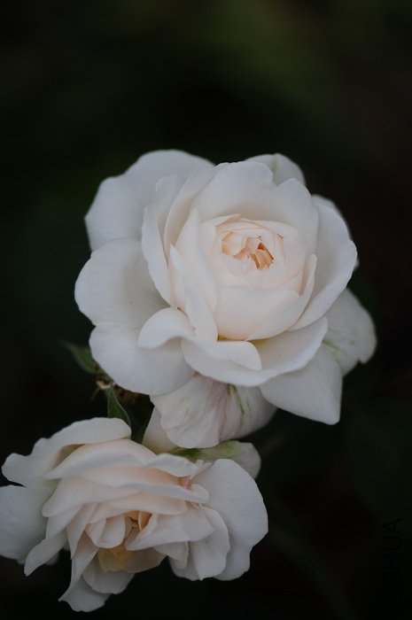 DSC_8406.JPG