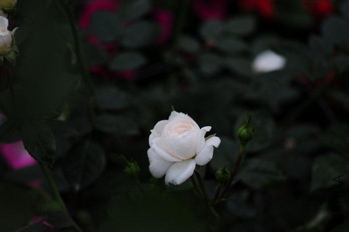 DSC_8414.JPG