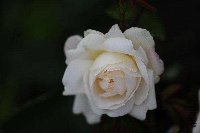 DSC_8408.JPG