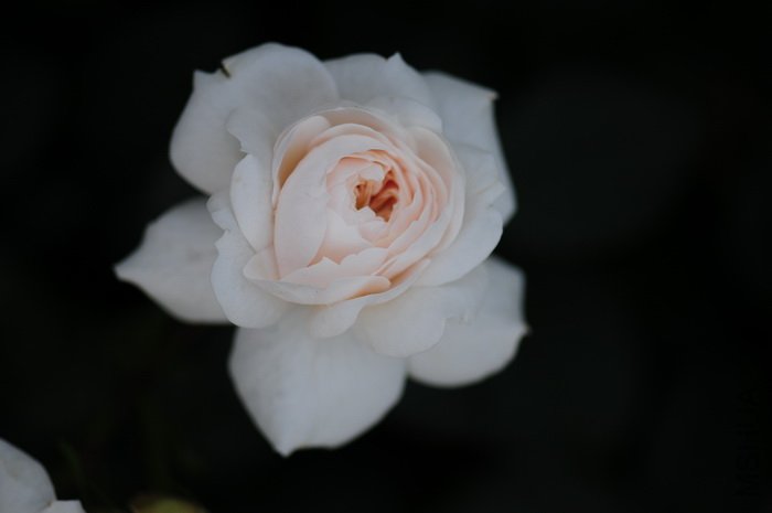 DSC_8437.JPG