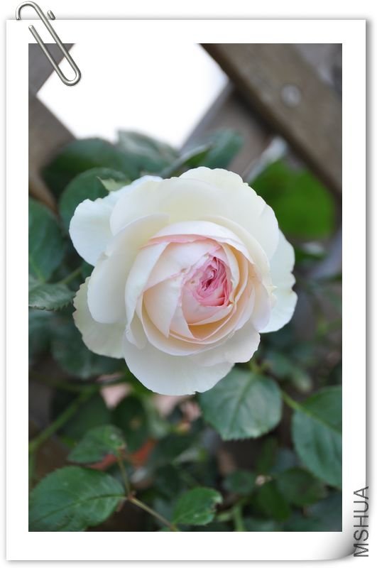 İ�ϵ�Ư����ɳ����,��Ȼ�л���˵��ɫ̫����...