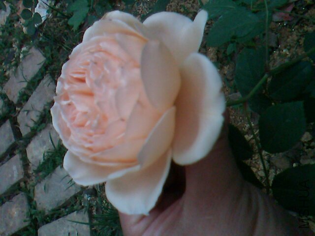 IMG1891A.jpg