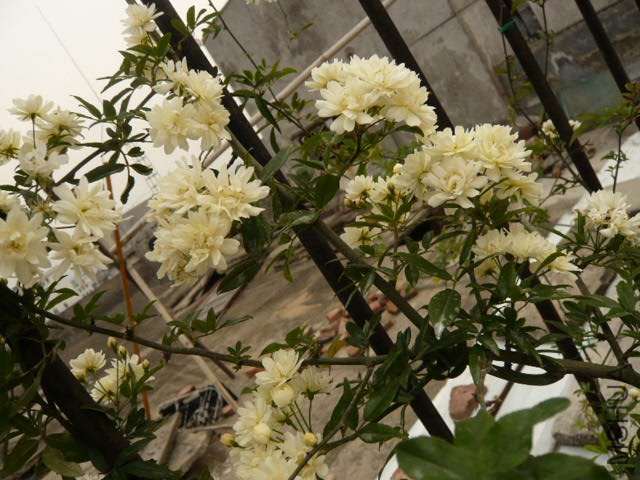 P1010690.JPG