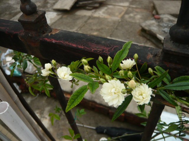 P1010633.JPG