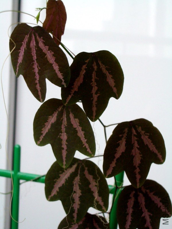 Passiflora Trifasciata1.jpg