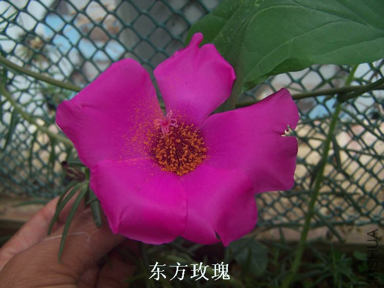100_4675.jpg
