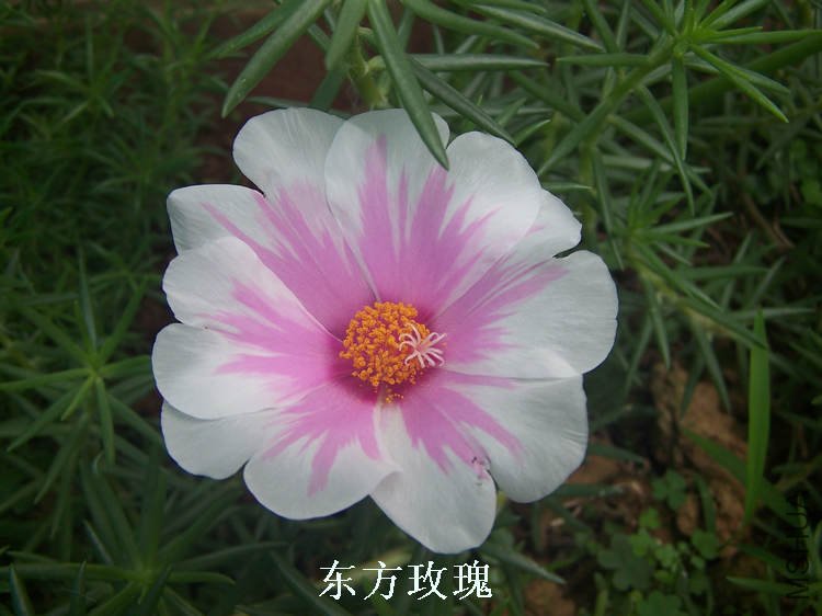 100_4680.jpg