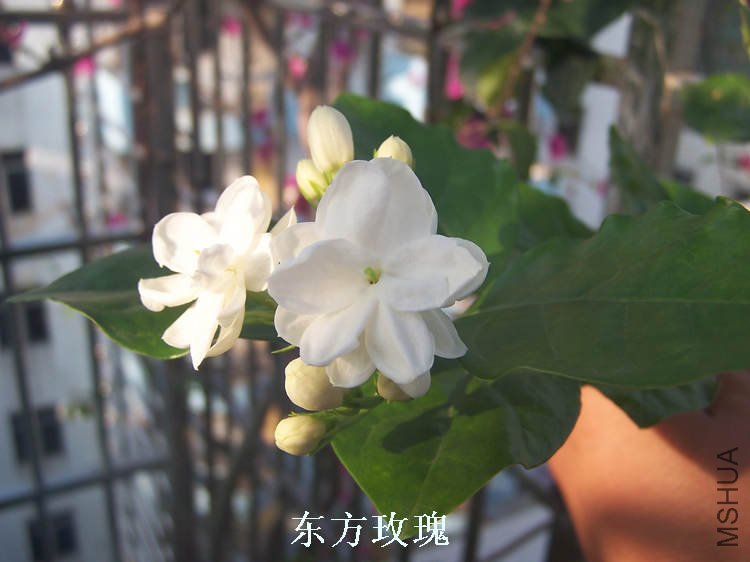 100_4692.jpg