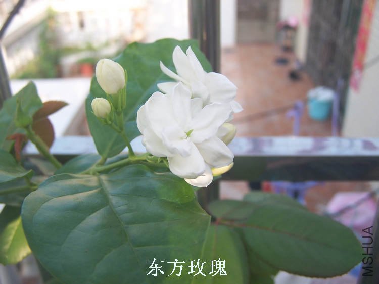100_4688.jpg