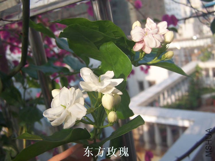 100_4698.jpg