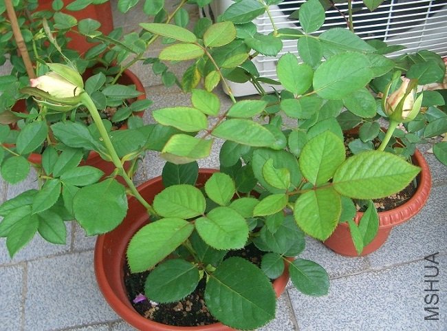 CIMG6887.JPG
