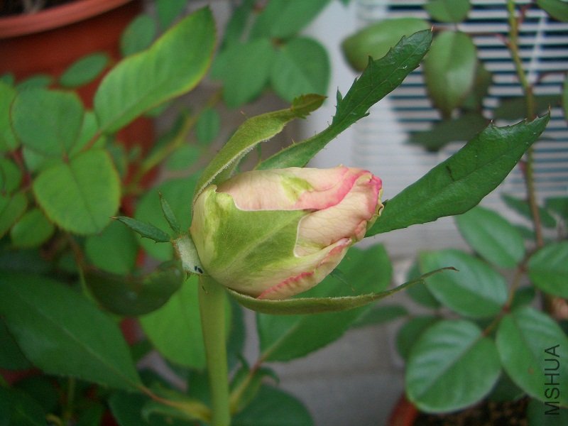 CIMG6883.JPG