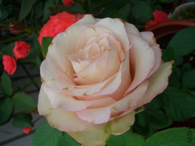 CIMG6974.JPG