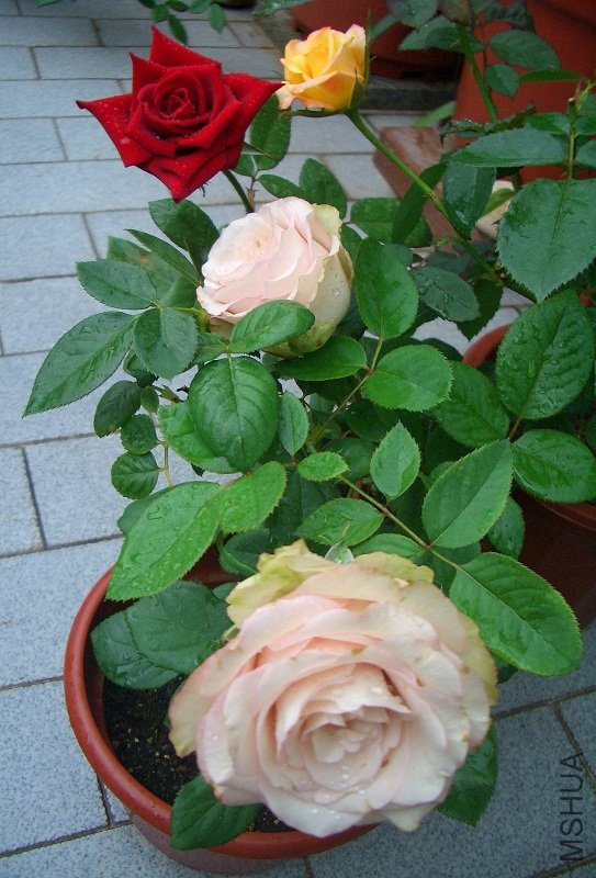 CIMG7008.JPG