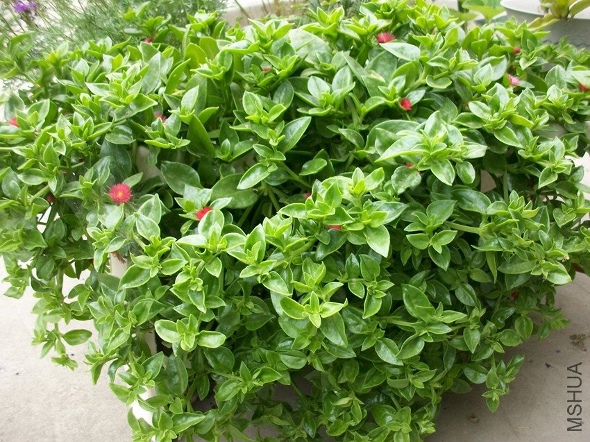 ��ǵ����������Ļ�賤