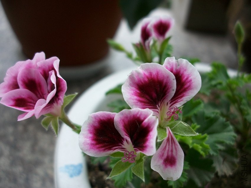 �������ÿ�