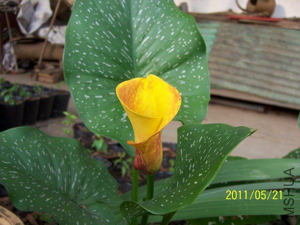 20110521 008.jpg