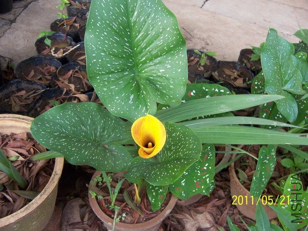 20110521 007.jpg