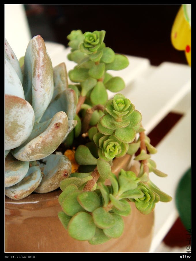 ��Ҷ���� ��.JPG